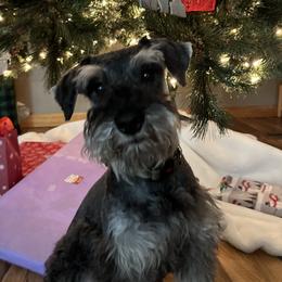 Leo - Miniature Schnauzer