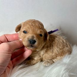 Holly - Cream female Cockapoo puppy in Denver, Pennsylvania from Greenview Puppies