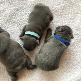 French Bulldog Puppies from Crooked C Ranch