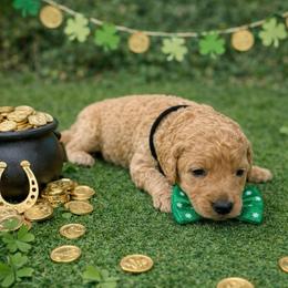 Vaughn - Cream male Goldendoodle puppy in Houston, Texas from Were The Mack'Doodles