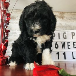 Pyredoodle and Sheepadoodle Puppies from Davis Family Doodles