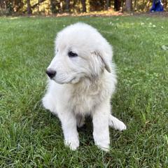 Tigris (purple collar) - White female Maremma Sheepdog puppy in Kalamazoo, Michigan from Wild at Farm