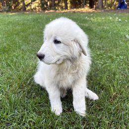 Tigris (purple collar) - White female Maremma Sheepdog puppy in Kalamazoo, Michigan from Wild at Farm