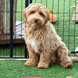 Beanie - Caramel male Australian Labradoodle puppy in Anderson, California from Shaggy Doodles