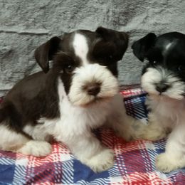 Miniature Schnauzer puppies from Mini Schnauzers