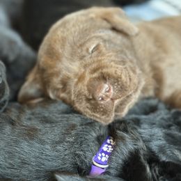 Labrador Retriever Puppies from Hillstone Labradors