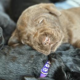Labrador Retriever Puppies from Hillstone Labradors