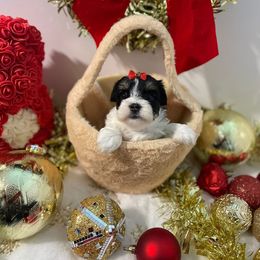 Minnie - Black and gold female Morkie puppy in Davie, Florida from Sweet Peluditos