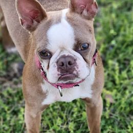 Boston Terriers and French Bulldogs from Blue Skies of Florida Frenchies and Bostons