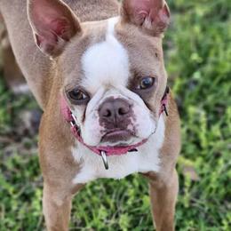 Boston Terriers and French Bulldogs from Blue Skies of Florida Frenchies and Bostons
