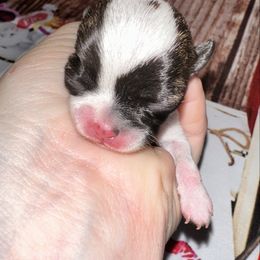 Pumpkin - Fawn brindled black female Chihuahua puppy in Palmyra, Indiana from Country Star Chihuahuas