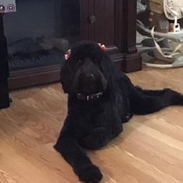 Izzy - Goldendoodle
