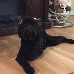 Izzy - Goldendoodle