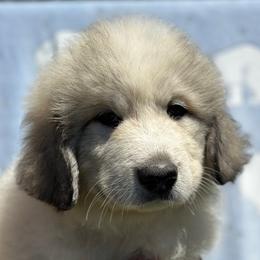 Boy 4 - male Great Pyrenees puppy in Arroyo Grande, California from R Pyr Great Pyrenees
