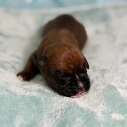 Boy 2 - Fawn male Boxer puppy in Prestonsburg, Kentucky from Bre’s Boxers