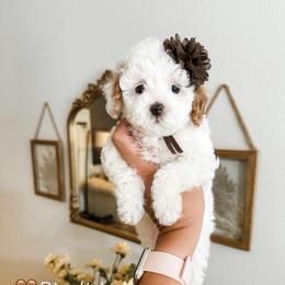 Bindi - Parti female Goldendoodle puppy in Pleasant Grove, Utah from Destination Doodles