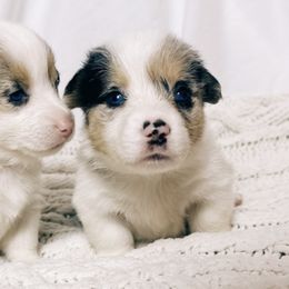 American Corgis and Pembroke Welsh Corgis from San Diego Corgi Haven