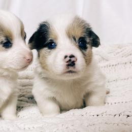 American Corgis and Pembroke Welsh Corgis from San Diego Corgi Haven