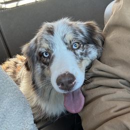 Ruby - Australian Shepherd
