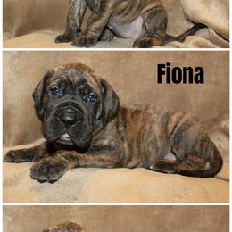 Fiona - Brindle male Great Dane puppy in Spokane, Washington from Phoenix Family Danes