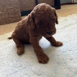Cavapoo Puppies from Jorden’s Cavapoo’s