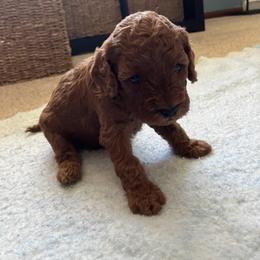 Cavapoo Puppies from Jorden’s Cavapoo’s