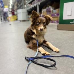 Indy - Toy Australian Shepherd