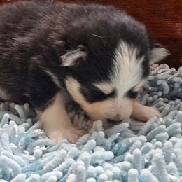 Alaric - Black and white male Pomsky puppy in Elgin, Oregon from Kenna'z Kuddly Pomskiez