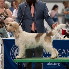 Mercy - Grand Basset Griffon Vendeen
