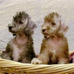 Bedlington Terriers and Bichon Frises from Patchwork Bedlington Terriers and Bichon Frise
