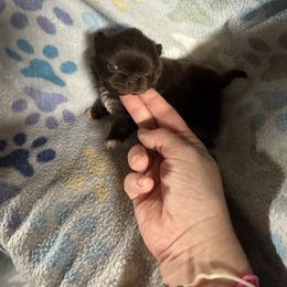 AKC April - Red female Pekingese puppy in Cumming, Georgia from Imperial Pekingese