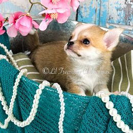 Tiny Groot - Fawn and white male Chihuahua puppy in Anderson, South Carolina from Lil Treasures Chihuahuas