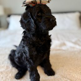 Elphaba - Black female Labradoodle puppy in Adams, Nebraska from Boxcar Doodles and Poodles
