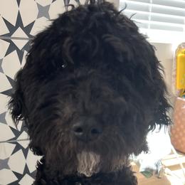 Milo - Goldendoodle