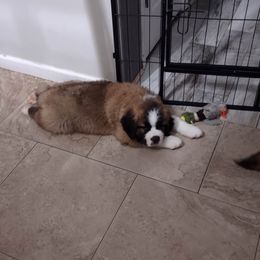 Saint Bernard Puppies from Sweet Carolina Saints
