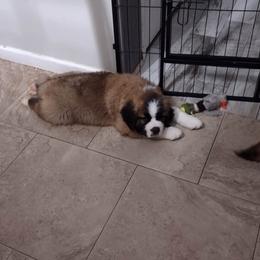 Saint Bernard Puppies from Sweet Carolina Saints