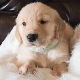 Golden Retrievers from Kenland’s Golden retrievers