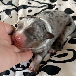 Duke - Blue merle male Miniature Australian Shepherd puppy in Chelsea, Oklahoma from Elite Puppies of Oklahoma, LLC