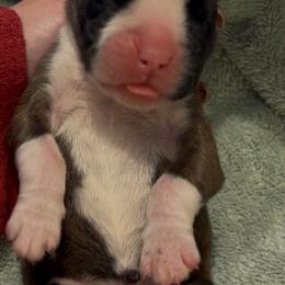 Fawn girl - Fawn female Boxer puppy in Graham, Washington from Precious Paws Boxer puppies in WA