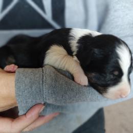 Border Collie Puppies from Bond Border Collies