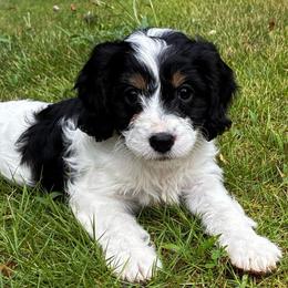 Purple Girl - Tri-color female Cavapoo puppy in Travelers Rest, South Carolina from Bailey Mountain Doodles