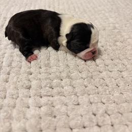 Patience - Black brindle and white female Boston Terrier puppy in Leonard, Kentucky from Bluegrass Boston Terriers