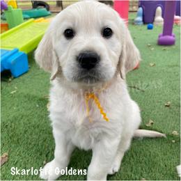 Fran (yellow) - Golden Retriever puppy from Skarlotte Goldens