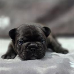 Blue boy - Brindle male French Bulldog puppy in Polk City, Florida from Best Friend Frenchies, LLC