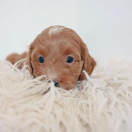 Goldendoodle Puppies from K Farm Doodles