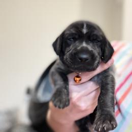 Orange collar - Black roan female German Shorthaired Pointer puppy in Axtell, Texas from Texas German Shorthaired Pointers