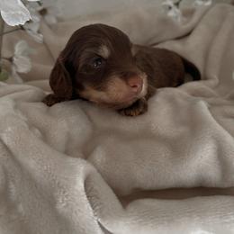 Kendry - Wild boar and cream male Dachshund puppy in San Diego, California from Enchanted little dachshunds