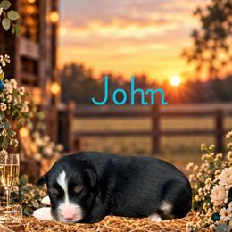 John - Black tri male Miniature Australian Shepherd puppy in Oronogo, Missouri from Dutton's Show Me Farms