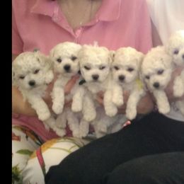 Bichon Frise Puppies from Legend Bichons