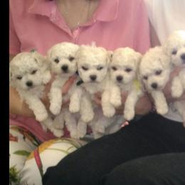 Bichon Frise Puppies from Legend Bichons